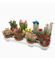 Cactus mix strobloem 10,5 cm