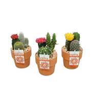 Cactus-Gymno arrangement in 10 cm 'Terracotta Kraa