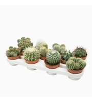 Bolcactus mix 10,5 cm