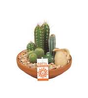 Cactus arrangement in 24 cm 'Terracotta Schaal'