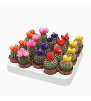 Cactus op rij 5,5 cm met 3 plakbloemen