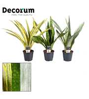 Sansevieria Aubrytniana Special Mix (Decorum)