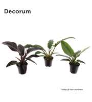 Philodendron mix (Decorum) Feel Green