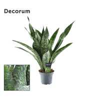 Sansevieria Aubrytniana Dragon (Decorum)