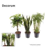Groenmix Hawaii (diverse soorten) (Decorum)