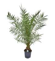 Phoenix canariensis P26 H170