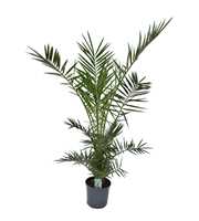 Phoenix canariensis P21 H150