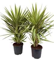 Yucca jewel P30