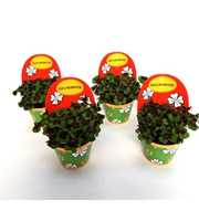 Oxalis deppei Geluk Nederlands