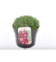 Saxifraga Alpino Early Picotee