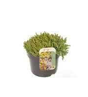 Sedum acre Yellow Queen