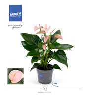 Anthurium - KARMA Peach | 12cm