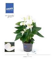 Anthurium - KARMA White | 12cm