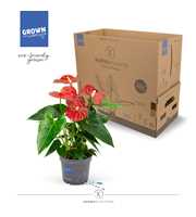 Anthurium - KARMA Red | 12cm