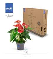 Anthurium - KARMA Red | 12cm | PLASTIC FREE