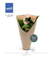 Anthurium - KARMA Peach | 12cm | ECOGIFT cover