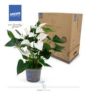 Anthurium - KARMA White | 17cm | PLASTIC FREE