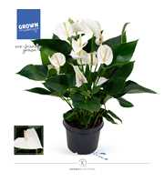 Anthurium - KARMA White | 21cm