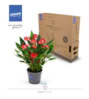 Anthurium - KARMA Million | 12cm | PLASTIC FREE