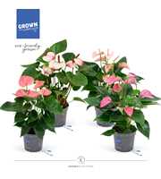 Pink Mix Anthurium