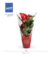 Anthurium - KARMA Red | Hartjes hoes rood | 12cm