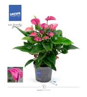 Anthurium - KARMA Purple | 17cm