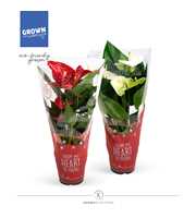 Anthurium - KARMA Red & White | 12cm | Xmas Sleeve