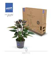 Anthurium - KARMA Black | 12cm | PLASTIC FREE