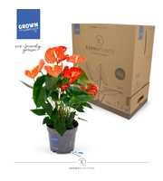 Anthurium - KARMA Orange | 17cm | PLASTIC FREE