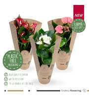 Anthurium - KARMA Grootbloeming Mix | 12cm | ECOGI