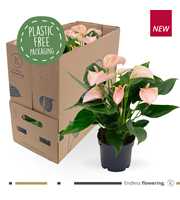 Anthurium - KARMA Peach | 12cm