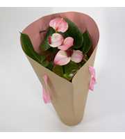 Anthurium - KARMA Pink mix Gift bag | 12cm