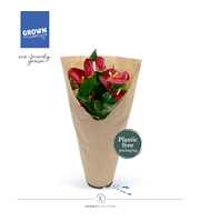 Anthurium - KARMA Red | 12cm | ECO/KRAFT SLEEVE