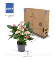 Anthurium - KARMA Joli DUO | 12cm | PLASTIC FREE