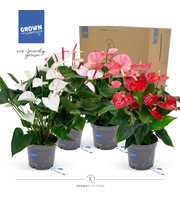 Anthurium - KARMA Happy Mix | 17cm | PLASTIC FREE