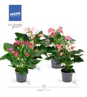 Anthurium - KARMA Multiflora Mix | 12cm