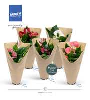 Anthurium - KARMA Various Mix | 12cm | ECO/KRAFT S