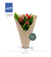 Anthurium - KARMA Million | 12cm | ECO/KRAFT SLEEV