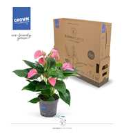 Anthurium - KARMA Joli | 12cm | PLASTIC FREE