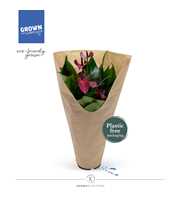 Anthurium - KARMA Purple | 12cm | ECOGIFT cover