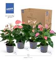 Anthurium - KARMA Pink Mix | 12cm