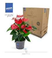 Anthurium - KARMA Red | 17cm | PLASTIC FREE