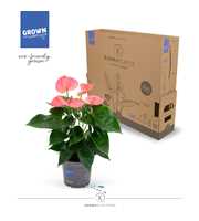 Anthurium - KARMA Pink | 12cm | PLASTIC FREE