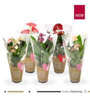 Various Mix Anthurium