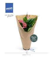 Anthurium - KARMA Joli | 12cm | ECO/KRAFT SLEEVE