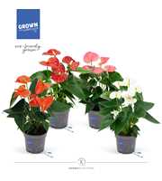 Fan Mix Anthurium