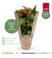 Anthurium - KARMA Million | 12cm | ECOGIFT cover