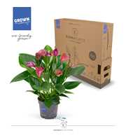 Anthurium - KARMA Purple | 12cm | PLASTIC FREE