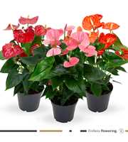 Anthurium - KARMA Mix Grandiflora | 17cm