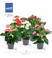 Various Mix Anthurium